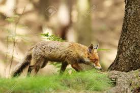 Attēlu rezultāti vaicājumam “Vulpes vulpes  adult”