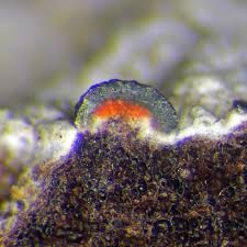 Attēlu rezultāti vaicājumam “Mycoblastus sanguinarius”