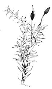 Attēlu rezultāti vaicājumam “Weissia squarrosa”