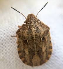 Attēlu rezultāti vaicājumam “Eurygaster testudinaria nymph”