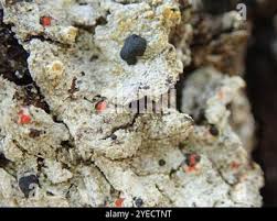 Attēlu rezultāti vaicājumam “Mycoblastus sanguinarius”