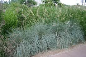 Attēlu rezultāti vaicājumam “Helictotrichon pratense”