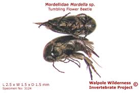 Attēlu rezultāti vaicājumam “Mordella sp.”