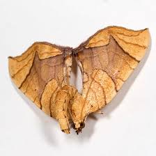 Attēlu rezultāti vaicājumam “Eulithis sp.”