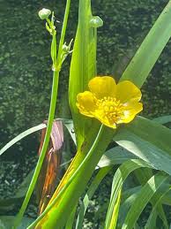 Attēlu rezultāti vaicājumam “Ranunculus lingua leaf”