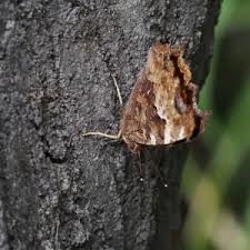 Attēlu rezultāti vaicājumam “Nymphalis xanthomelas upperside”