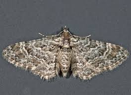 Attēlu rezultāti vaicājumam “Gymnoscelis rufifasciata”