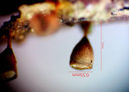 Attēlu rezultāti vaicājumam “Craterium minutum cf. var. brunneum macro”