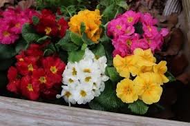 Attēlu rezultāti vaicājumam “Primula x margotae”