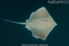 Image result for Hypanus longus