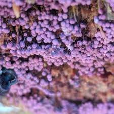 Attēlu rezultāti vaicājumam “Cribraria purpurea”