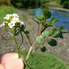 Image result for Rorippa nasturtium-aquaticum