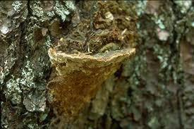 Attēlu rezultāti vaicājumam “Phellinus pini”