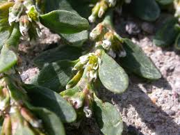 Attēlu rezultāti vaicājumam “Polygonum aviculare flower”