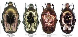 Attēlu rezultāti vaicājumam “Liocola lugubris”