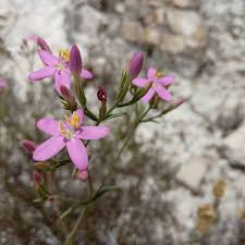 Attēlu rezultāti vaicājumam “Centaurium erythraea”