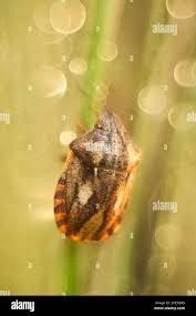 Attēlu rezultāti vaicājumam “Eurygaster testudinaria nymph”