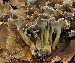 Attēlu rezultāti vaicājumam “Pseudocraterellus”