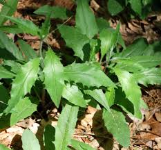 Attēlu rezultāti vaicājumam “Hieracium vulgatum”