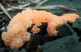 Attēlu rezultāti vaicājumam “Tubifera montana macro”