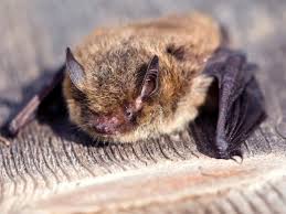 Attēlu rezultāti vaicājumam “Pipistrellus nathusii”