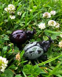 Attēlu rezultāti vaicājumam “Pachyta quadrimaculata”