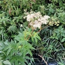 Attēlu rezultāti vaicājumam “Filipendula ulmaria  leaf”