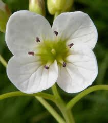 Attēlu rezultāti vaicājumam “Cardamine amara”