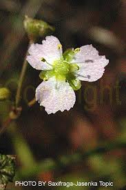 Attēlu rezultāti vaicājumam “Alisma plantago-aquatica flower”