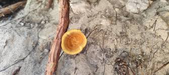 Attēlu rezultāti vaicājumam “Coltricia perennis”