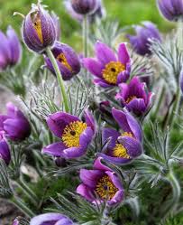 Attēlu rezultāti vaicājumam “Pulsatilla vulgaris”
