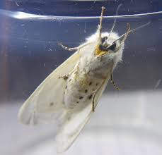 Attēlu rezultāti vaicājumam “Spilosoma sp.”