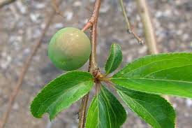 Attēlu rezultāti vaicājumam “Prunus cerasifera fruit”