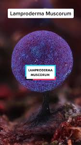 Attēlu rezultāti vaicājumam “Lamproderma sp.”