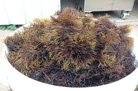 Attēlu rezultāti vaicājumam “Furcellaria lumbricalis”