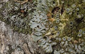 Attēlu rezultāti vaicājumam “Physconia enteroxantha”