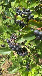 Attēlu rezultāti vaicājumam “Aronia melanocarpa fruit”