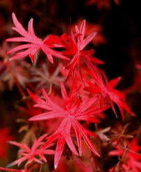 Attēlu rezultāti vaicājumam “Geranium sanguineum leaf”