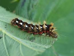 Attēlu rezultāti vaicājumam “Acronicta rumicis larva”