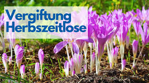 Image result for Herbstzeitlose