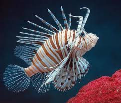 Image result for Pterois volitans
