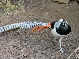 Image result for Chrysolophus amherstiae