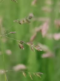 Attēlu rezultāti vaicājumam “Poa trivialis flower”