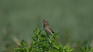 Attēlu rezultāti vaicājumam “Saxicola rubetra juvenile”