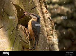 Attēlu rezultāti vaicājumam “Sitta europaea nest”