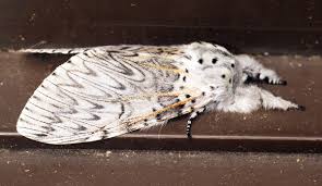 Attēlu rezultāti vaicājumam “Cerura vinula imago”