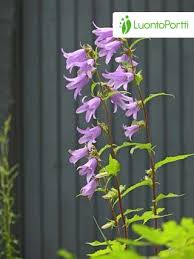 Image result for Campanula trachelium