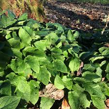 Attēlu rezultāti vaicājumam “Symphytum grandiflorum”