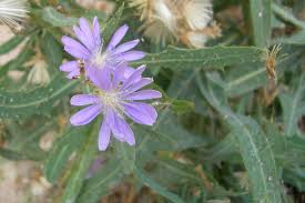 Attēlu rezultāti vaicājumam “Lactuca tatarica flower”