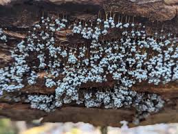 Attēlu rezultāti vaicājumam “Badhamia dubia spores”